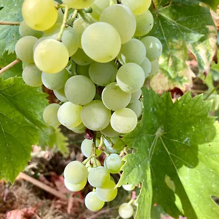 Couette-café Pierres Et Jardins